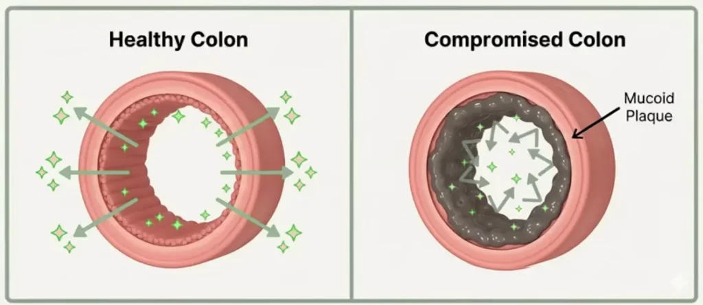 Diagram contrasting a healthy colon with a compromised colon, visually showing how mucoid plaque (rubbery, glue-like accumulated waste) clings to the walls and blocks the absorption of vital nutrients.